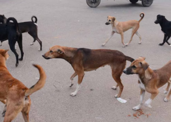 भटक्या श्‍वानांचा सहा जणांवर हल्ला