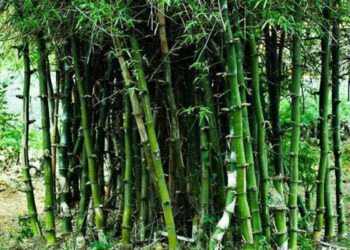 बांबू लागवडीचे प्रशिक्षण शिबीर