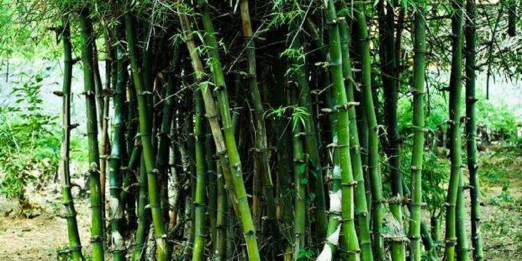 बांबू लागवडीचे प्रशिक्षण शिबीर