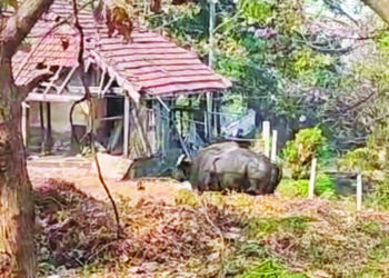 राजवाडा परिसरात रानगव्याचा मुक्तसंचार
