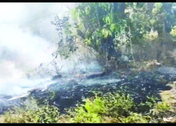 वणव्यामुळे बगायतदारांचे नुकसान