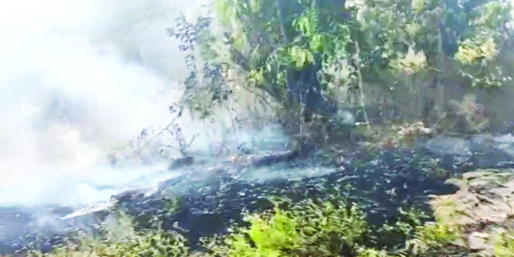 वणव्यामुळे बगायतदारांचे नुकसान