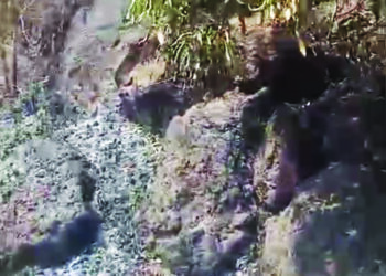 खेमवाडीतील वणव्यात शेकडो झाडांचे नुसान