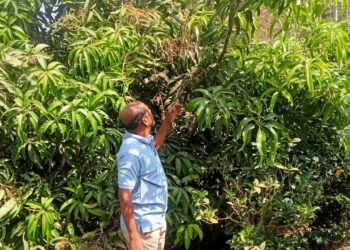 दगडखाणींमुळे फळपीक धोक्यात