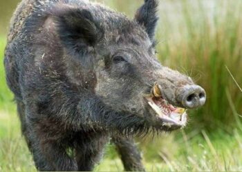 श्रीवर्धन शहरात रानडुकरांचा वावर