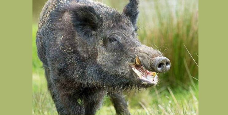 श्रीवर्धन शहरात रानडुकरांचा वावर