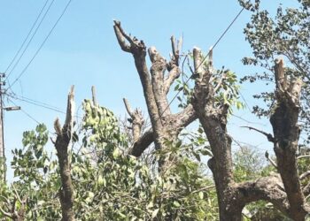 जांभूळपाड्यातील विद्युतवाहिनी झाली मुक्त