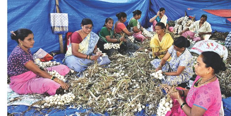 पांढर्‍या कांद्याच्या दरात घसरण; शेतकरी अडचणीत