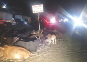 महामार्ग बनला गुरांचा गोठा