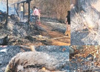 दोन गायी दोन वासरांसह गोठा भस्मसात