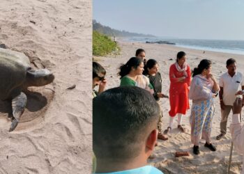 किहीम समुद्रकिनाऱ्यावर दुर्मिळ कासवाच्या पिल्लांची अंडी