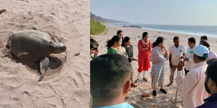 किहीम समुद्रकिनाऱ्यावर दुर्मिळ कासवाच्या पिल्लांची अंडी