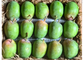 हापूसची आवक वाढल्याने दरात घसरण