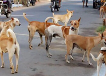 श्रीवर्धन किनारी भटक्या श्‍वानांची दहशत