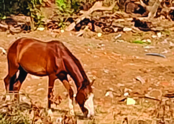 श्रीवर्धन शहरात मोकाट घोड्यांचा उच्छाद