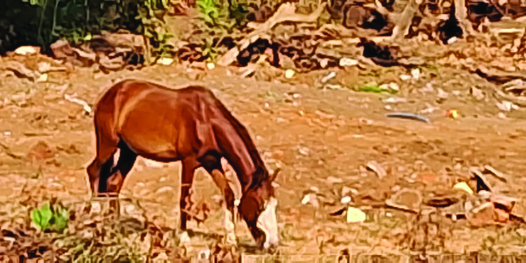 श्रीवर्धन शहरात मोकाट घोड्यांचा उच्छाद