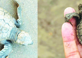 हरिहरेश्‍वरच्या कासव संवर्धन प्रकल्पाला यश