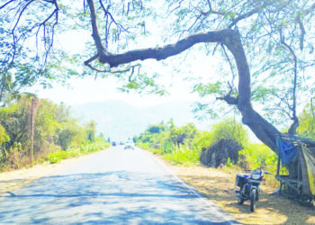 मुरूड मुख्य रस्त्यावरील वाहतूक झाडांच्या विळख्यात