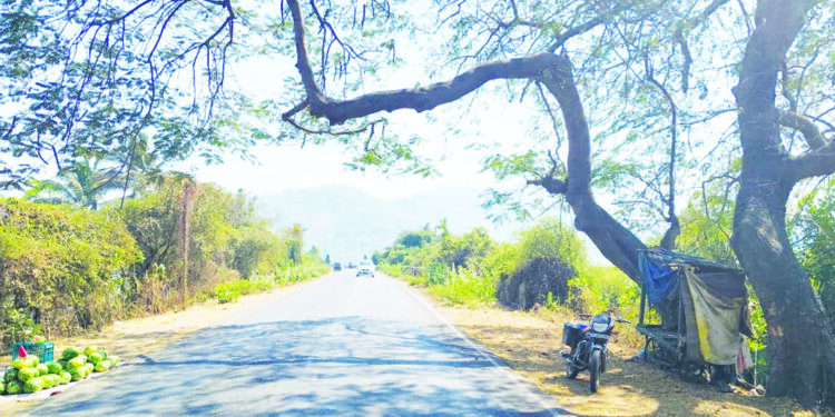 मुरूड मुख्य रस्त्यावरील वाहतूक झाडांच्या विळख्यात
