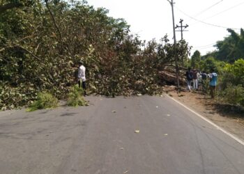 अलिबाग-रेवस मार्गावर वटवृक्ष कोसळले