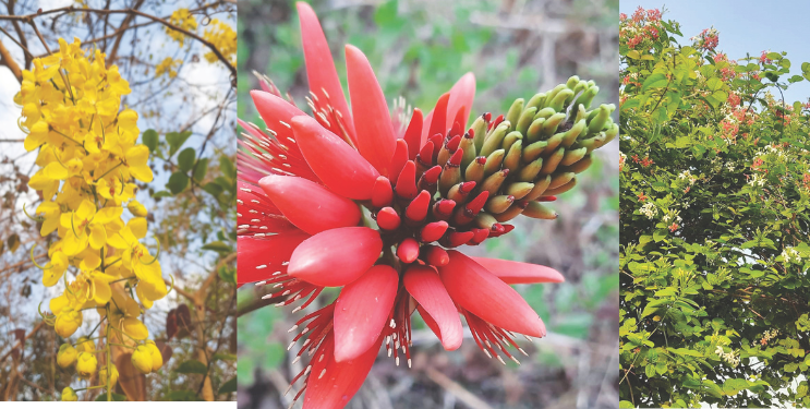 चैत्राच्या पालवीत माळरान बहरले