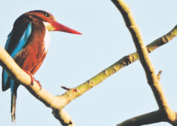 विविध प्रकारच्या जातीच्या आकर्षक पक्षांची रेलचेल वाढली