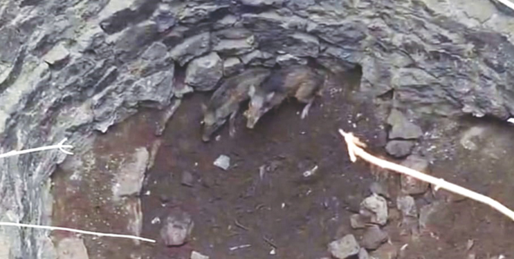 विहिरीत पडलेल्या रानडुकरांच्या पिल्लांना जीवदान