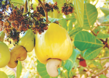 शेतकर्‍यांची काजू पिकातून भरभराट