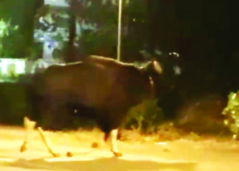 बारवई, ठोंबरेवाडीत रानगव्याचा मुक्तसंचार