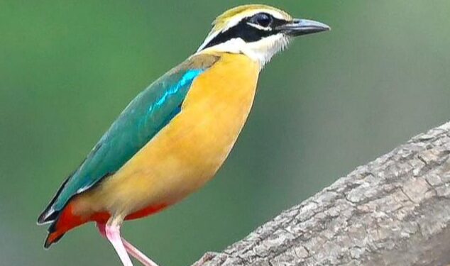 ‘भारतीय पिट्टा’ कर्नाळ्यात दाखल