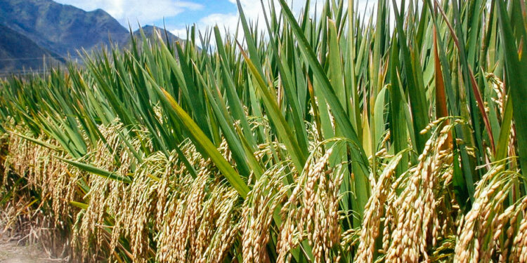 औद्योगिकरणाचा भातशेतीला फटका