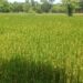 राजनाला कालव्याच्या पाण्यावर भाताची शेती