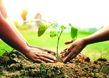 माझे वन ‘रायगड पॅटर्न’; वृक्षाच्छादन वाढण्यास होणार भरीव मदत