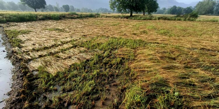 दुबार शेतीला अवकाळीचा फटका