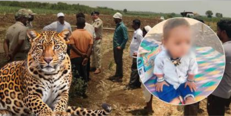 बिबट्याने नेले अकरा महिन्याच्या मुलाला उचलून