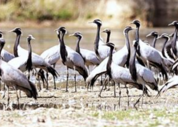 पाणथळींवरील पक्षीसंख्येत घट