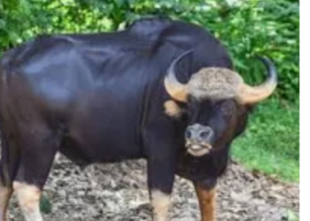 चिरनेरमध्ये रानगवाचे दर्शन