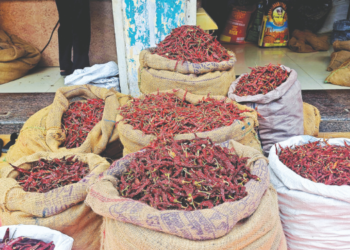 कर्जतच्या मिरचीला महिलांची पसंती