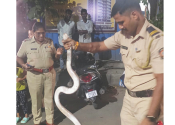 विषारी नागाचा चिमुकल्यांना वेढा