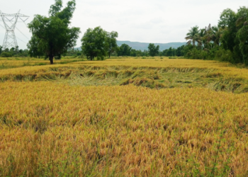 अवकाळीमुळे उन्हाळी भातशेतीचे नुकसान