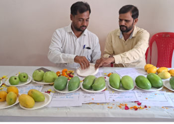 कर्जत तालुक्यात आंब्यांचे प्रदर्शन