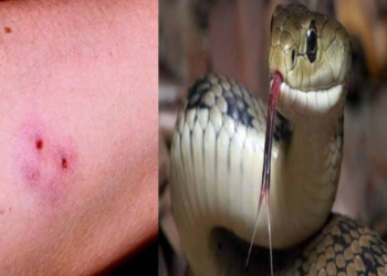 झोपेत सर्पदंश होऊन बहीण- भावाचा मृत्यू