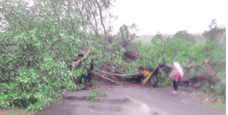 मुरूडमध्ये शेकडो वर्षांपूर्वीचे वडाचे झाड कोसळले