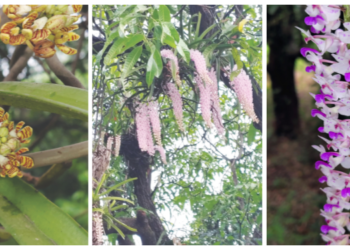 पनवेलच्या डोंगराला रंगीबेरंगी फुलांच्या छटा