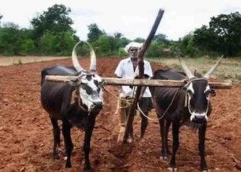 शेतकऱ्यांनी काळजीपूर्वक पेरणी करावी; कृषी अधिकाऱ्यांचे आवाहन