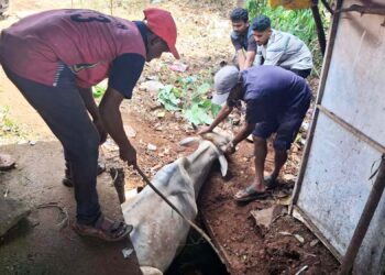 काँक्रीट गटारे गुरांसाठी जीवघेणी