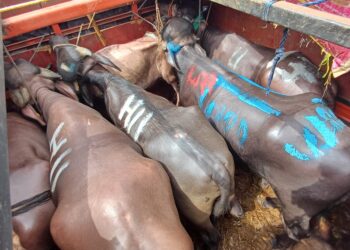 कत्तलीसाठी नेणाऱ्या म्हशींची सुटका