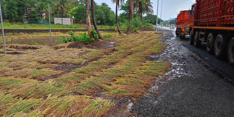 अवकाळी पावसाने भातशेतीचे नुकसान