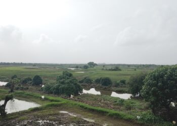 रायगडात ओला दुष्काळ