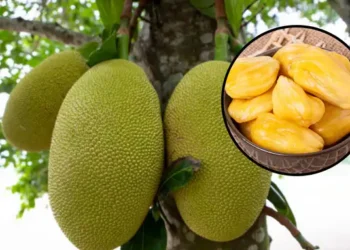 फणसाच्या मागणीत वाढ